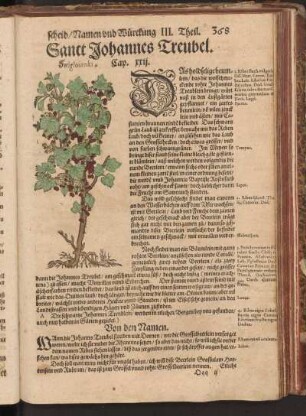 Sanct Johannes, Treubel, Cap. XXII