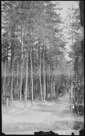 Mühlhausen bei Bad Elster, Im Heimwald des Genesungsheimes
