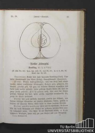 Nr. 38. Januar - Sommer. Rother Eiserapfel. Streifling.