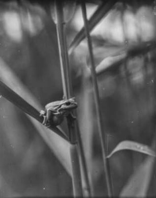 Europäischer Laubfrosch : Europäischer Laubfrosch (Hyla arborea Linnaeus).