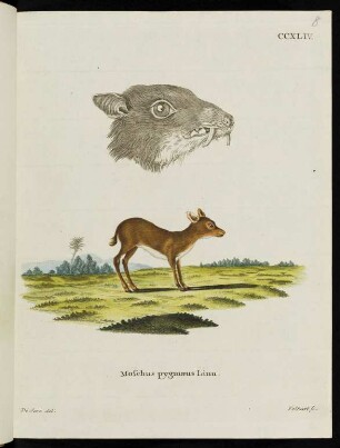 CCXLIV. Moschus pygmaeus Linn.