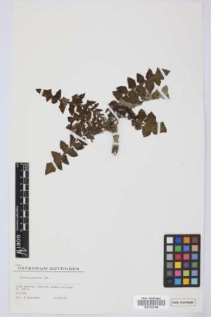 Sonchus gummifer Link