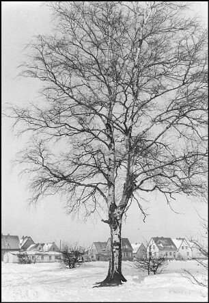 Havelse, Im Spitzen Ort