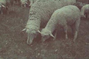 Deutschland. Weidendes Schaf mit Lamm