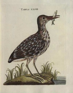 Tabvla XXVIII.