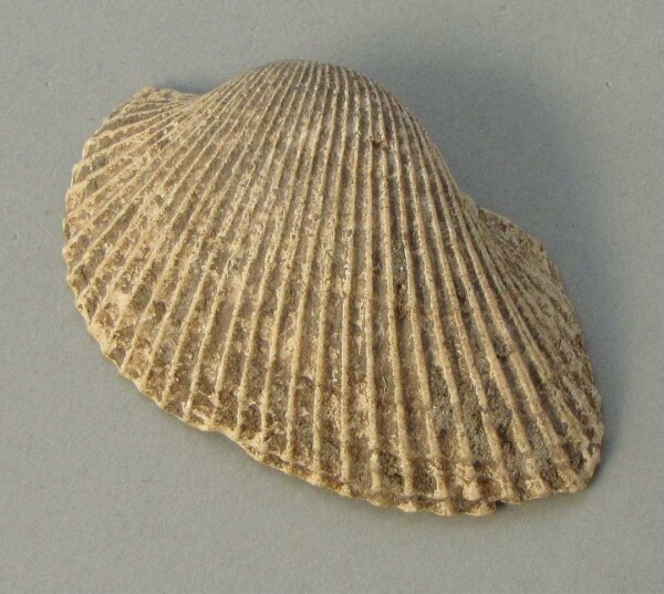 Muschelschale