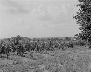 Jessen (Kr..Wittenberg). Weinberge in Jessen-Unterberge. Blick nach SW auf die Stadt