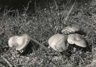 Pilze. Kahler Krempling (paxillus involutus)