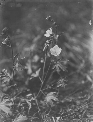 Storchschnabel : Blühendes Pflanze der Gattung Storchschnabel (Geranium Linnaeus).