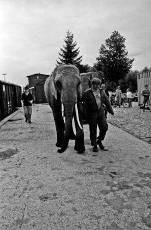 Bahnhof: Zirkus Giovanni Althoff: Mitarbeiter entladen Elefanten aus Viehwaggons