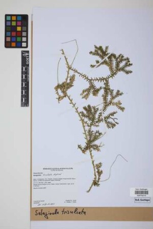 Selaginella trisulcata Aspl.