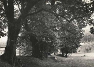 Alte Eichen im Schlosspark Großgraupa?