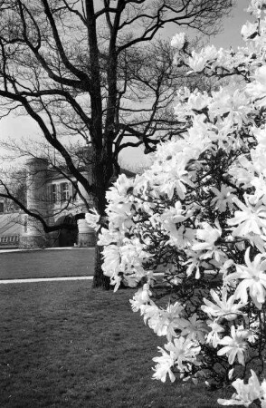 Magnolienblüte im Botanischen Garten.
