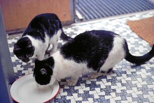 Katze: Moritz und Peter