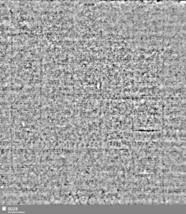 Lilie / CVC = S.1/2