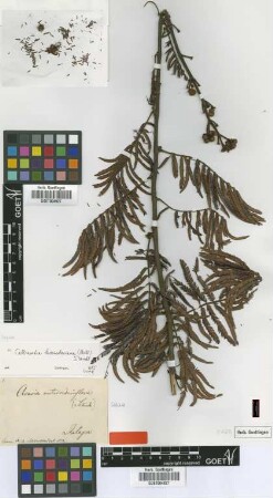 Acacia metrosideriflora Schltdl. [type]