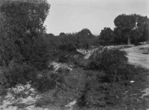Landschaft in Mexiko : Blick in eine Landschaft mit Büschen und Bäumen.