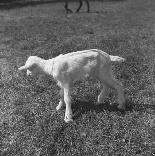 Long Island, Triangle Farm, Zicklein