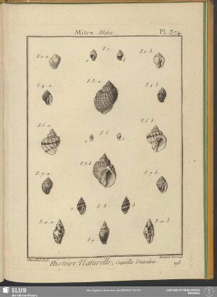 Pl. 374. Mitre. Mitra