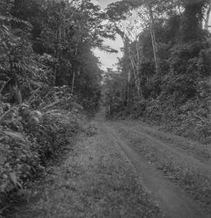 Urwald : Blick entlang einer Straße durch den Urwald