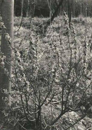 Echter Seidelbast (Daphne mezereum), auch Echt-Seidelbast, Gewöhnlicher Seidelbast oder Kellerhals. Blühender Strauch bei Meißen