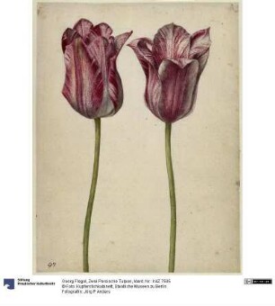 Zwei Persische Tulpen