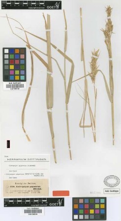 Andropogon giganteus Hochst. [isotype]