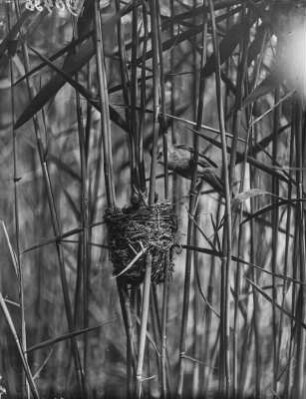 Drosselrohrsänger : Drosselrohrsänger (Acrocephalus arundinaceus Linnaeus) mit Jungvögeln.
