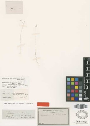 Gymnosiphon cornutus (Benth.) Benth. & Hook.f. [type]