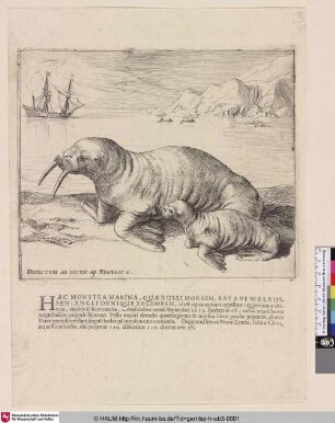 [Walross bei Spitzbergen; Walrus near Spitzbergen]