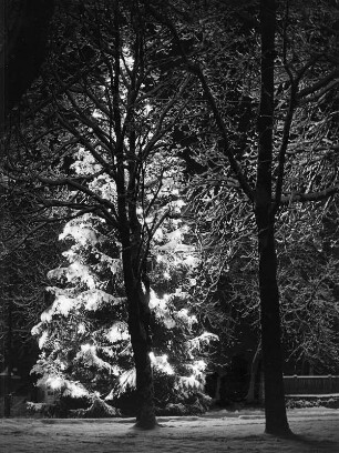Winterbilder. "Christbaum für alle" (verschneiter Nadelbaum)