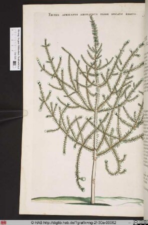 FRUTEX AFRICANUS AROMATICUS FLORE SPICATO EXIGUO.