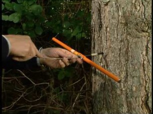Probennahme am lebenden Baum