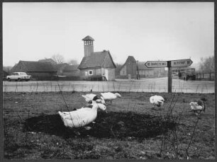 Gänse an einer Straße, Purda