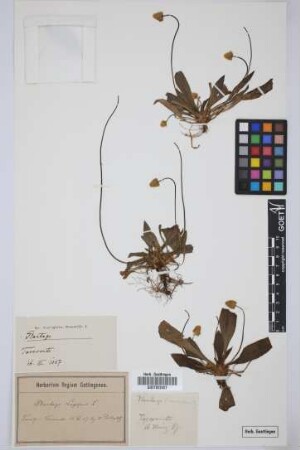 Plantago spec.