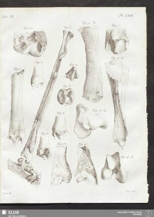 Pl. XXVII