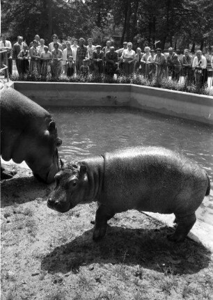 Nachwuchs bei den Nilpferden im Karlsruher Zoo.
