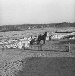 Long Island, Entenfarm