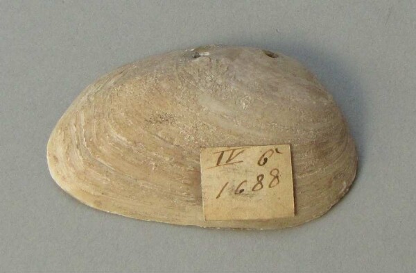 Shell pendant