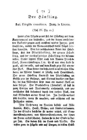 Hänfling : Laz. Fringilla cannabiana ; Franz. la Linotte ; (Taf. IV, Fig. 22)