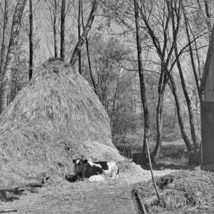 Heuschober in Kaupen bei Lübbenau. : Stog - synowe kopjenjo na Kupach pola Lubnjowa.