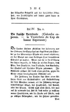 ¬Die¬ kapische Turteltaube : (Columba capensis - la Tourtelette du Cap de bonne Esperance) ; Taf. IV, Fig. 1