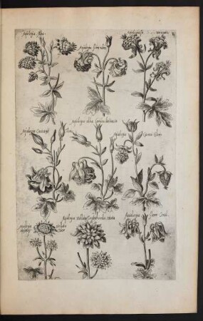 Taf. 8. [Aquilegia]