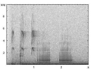 Kleinspecht | Dendrocopos minor - Trommeln, Ruf