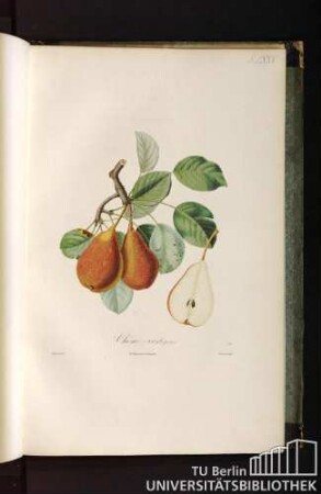 Pl. LXXV. Chêné-vert (poire).