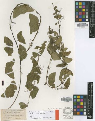 Passiflora exoperculata Mast. [isotype]