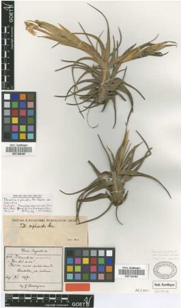 Tillandsia xiphioides Ker Gawl.