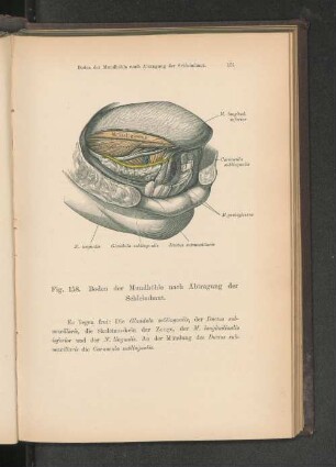 Fig. 158. Boden der Mundhöhle nach Abtragung der Schleimhaut.