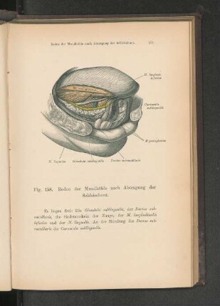 Fig. 158. Boden der Mundhöhle nach Abtragung der Schleimhaut.