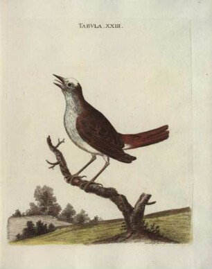 Tabvla. XXIII.